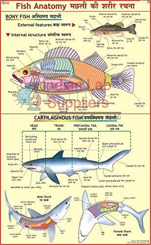Fish Anatomy Chart